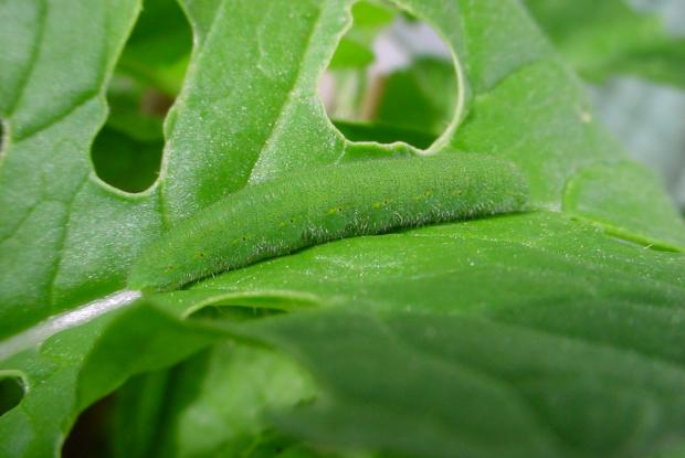 Imported cabbageworm caterpillar (Pieris rapae)