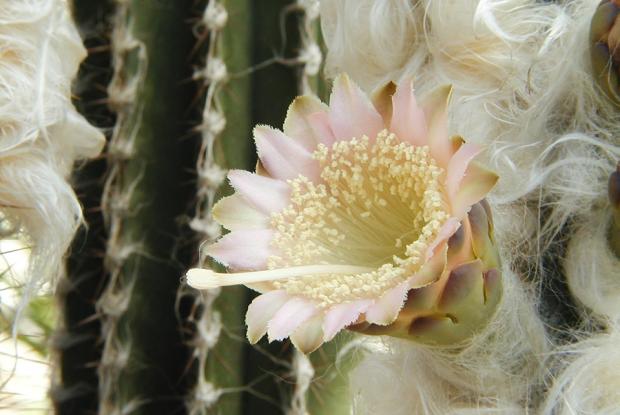 Cactus Pilosocereus leucocephalus.
