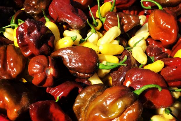Hot peppers