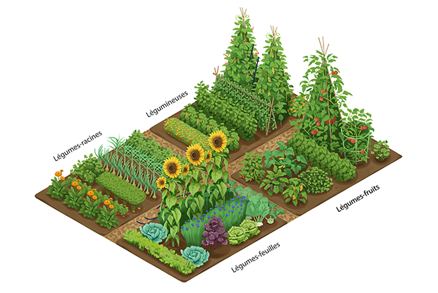Potager fleuri