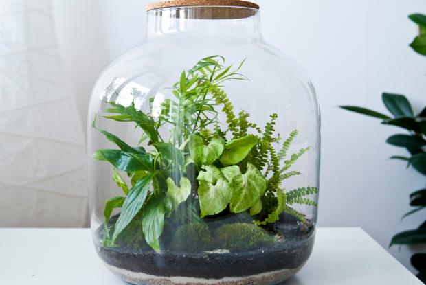 Plantes dans une bouteille de verre