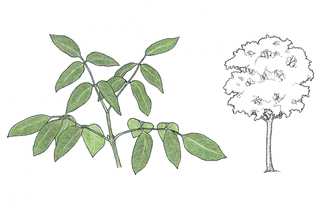 Platymiscium pinnatum (Jacq.) Dugand