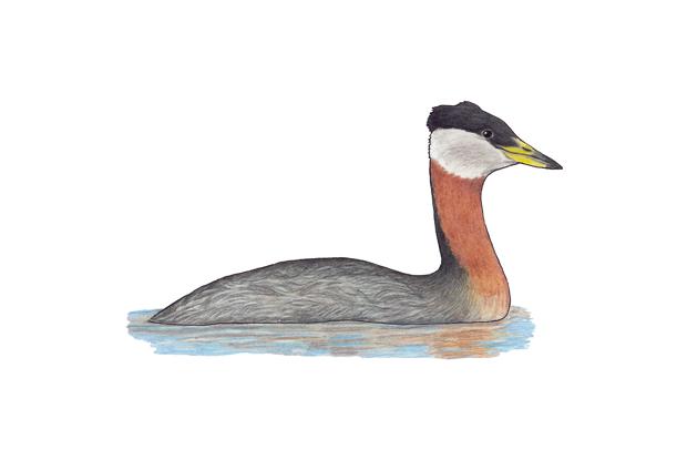 Podiceps grisegena