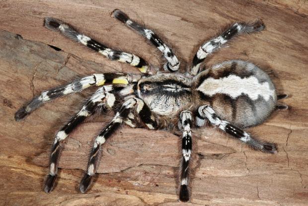 Poecilotheria regalis, India and Sri Lanka.