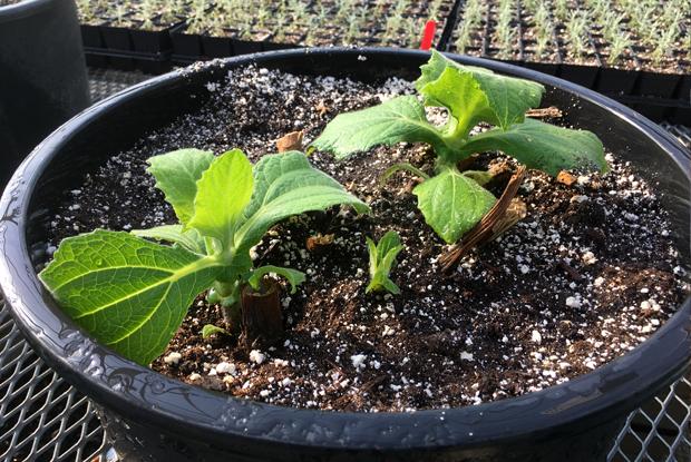 Yacón ou poire de terre (Smallanthus sonchifolius)