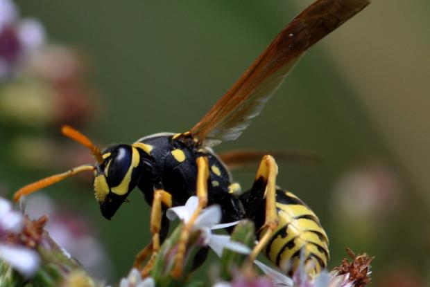 Polistes dominula