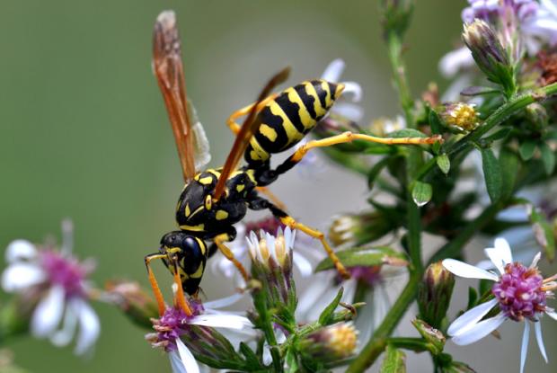 Polistes dominula