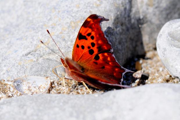 Polygonia interrogationis