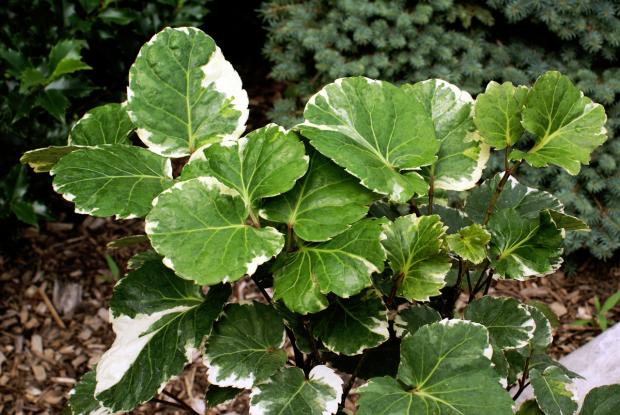 Polyscias balfouriana 'Marginata'