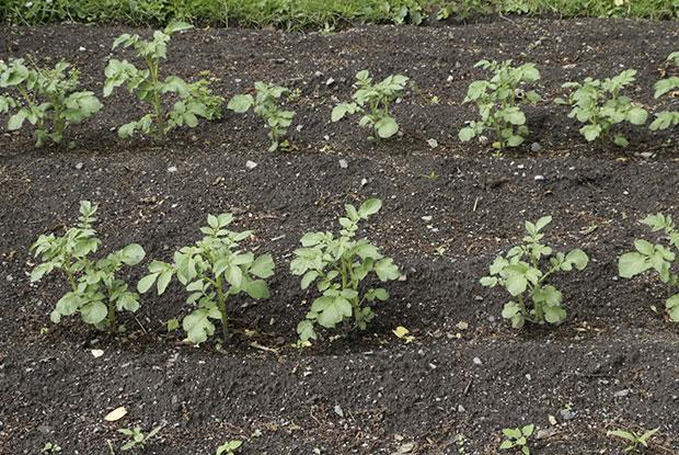 Des plants de pommes de terre dans un jardin potager.