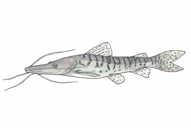 Pseudoplatystoma fasciatum