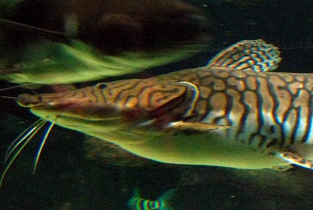 Pseudoplatystoma fasciatum