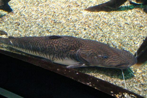 Pseudoplatystoma fasciatum