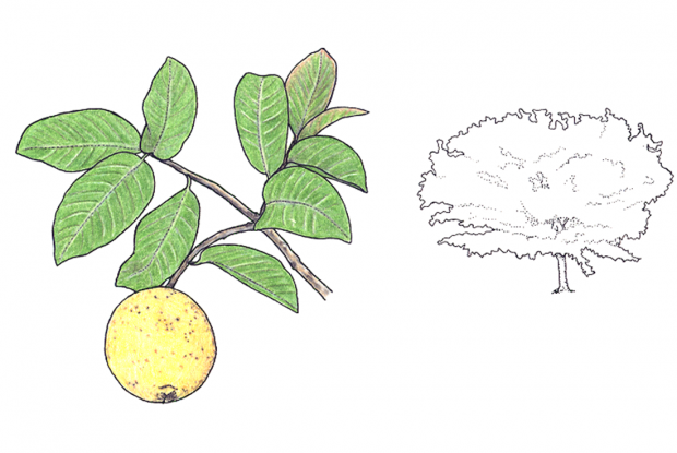 How to Plant Guava Trees Your Ultimate Care Guide
