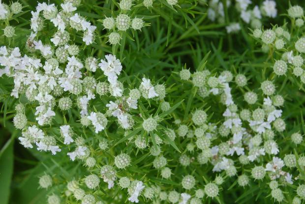 Pycnanthemum tenuifolium