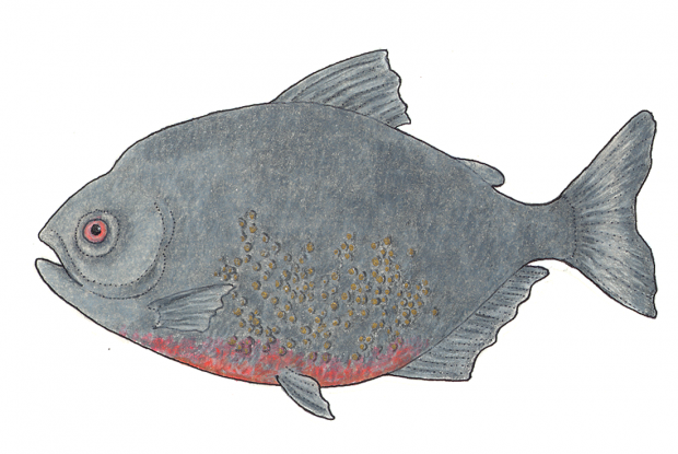 Pygocentrus nattereri