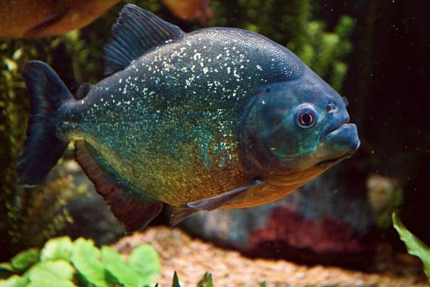 Pygocentrus nattereri