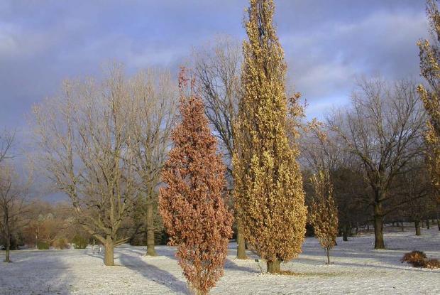 Quercus robur 'Fastigiata'