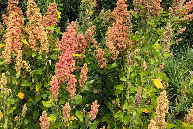 Quinoa