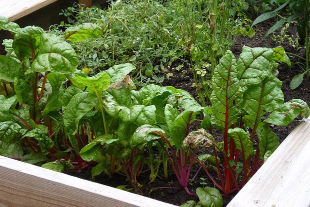 Raised-bed vegetable garden