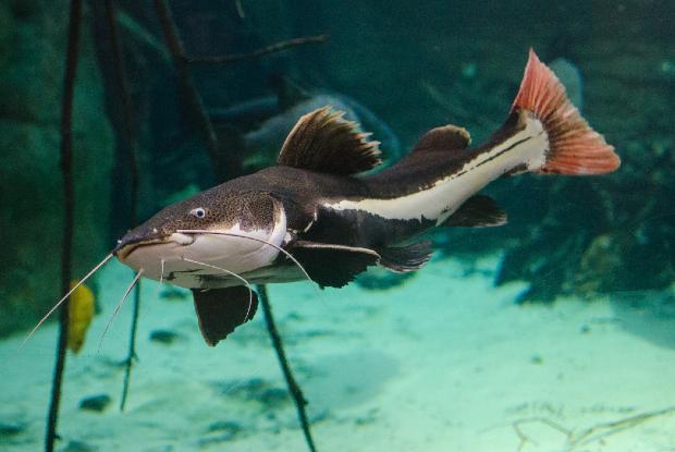 Redtail catfish | Space for life Redtail catfish | Space for life