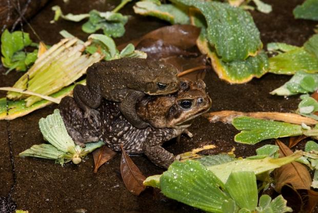 Rhinella marina