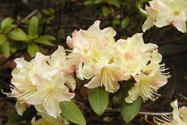 Rhododendron 'Mary Flemming'