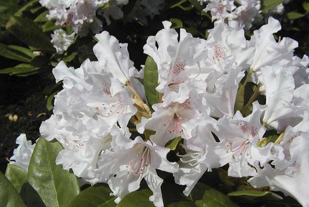 Rhododendron 'Pohjola's Daughter'