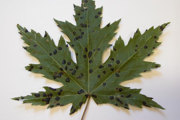 Rhytisma acerinum