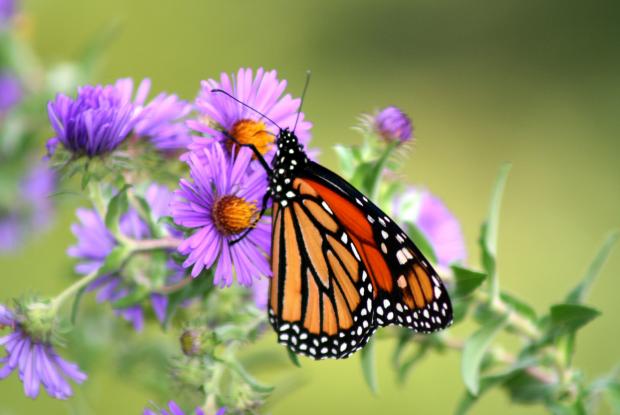 10 - Aster