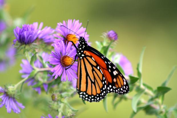 10 - New England aster