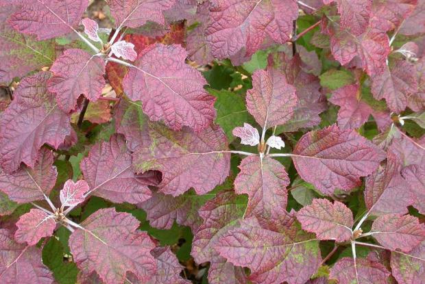  Hydrangea quercifolia 