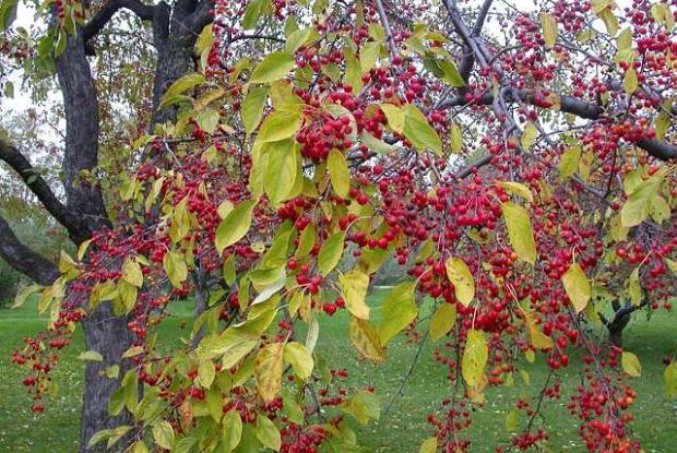 Malus sp.