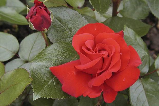 Rosa 'Ingrid Bergman'