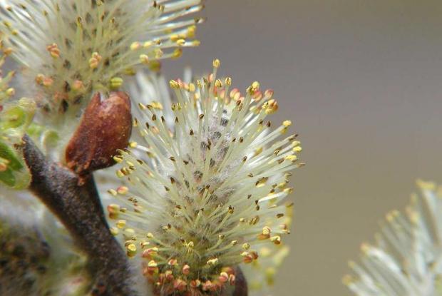 Willow tree Salix aegyptiaca