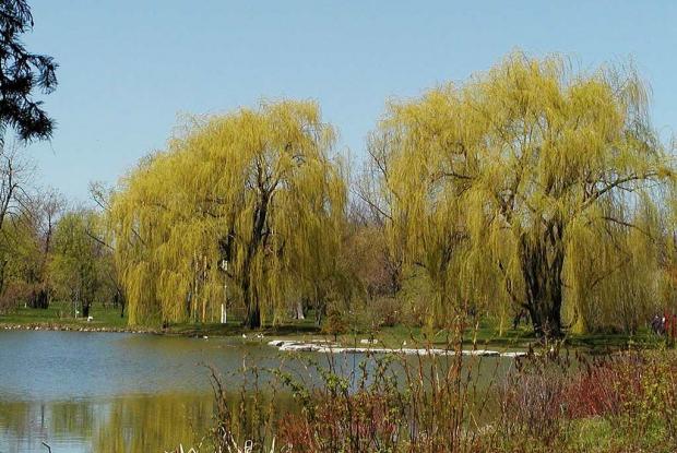 Saules Salix sp.