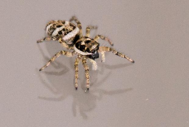 Zebra Jumping Spiders: A Salticus Scenicus Care Guide!