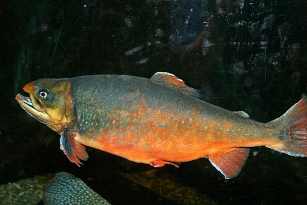Salvelinus fontinalis