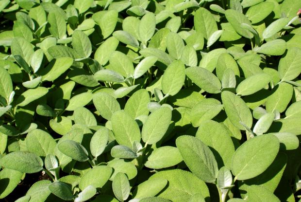 Sauge officinale (Salvia officinalis) : plantation, culture, entretien