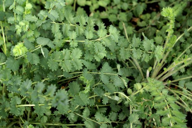 Sanguisorba minor