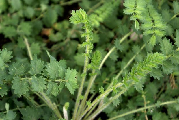 Sanguisorba minor