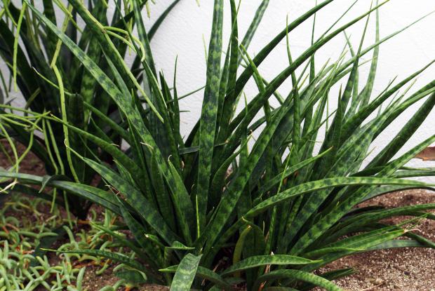 Sansevieria parva
