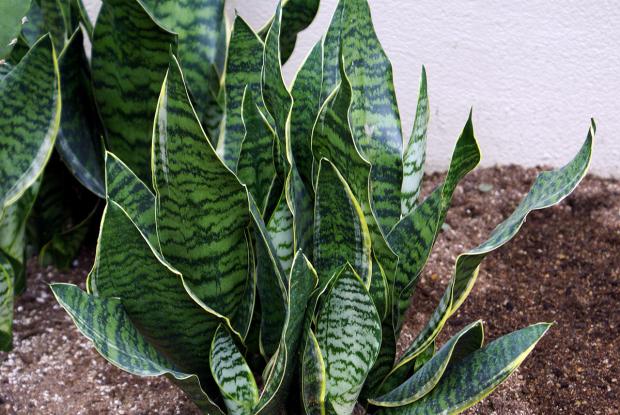 Sansevieria trifasciata 'Laurentii Compacta'