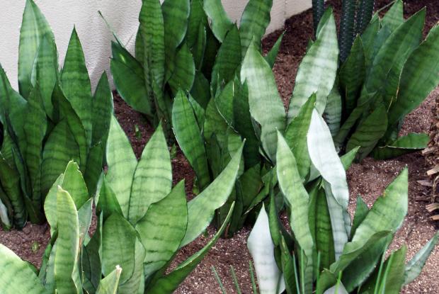 Sansevieria trifasciata 'Moonshine'