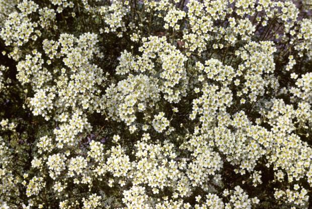 Saxifraga paniculata 'Californica'