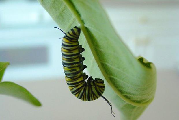 Monarch chrysalis or pupa Space for life