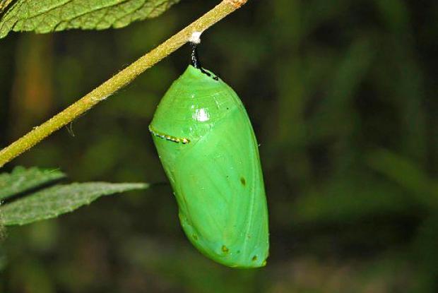 Monarch chrysalis or pupa Space for life