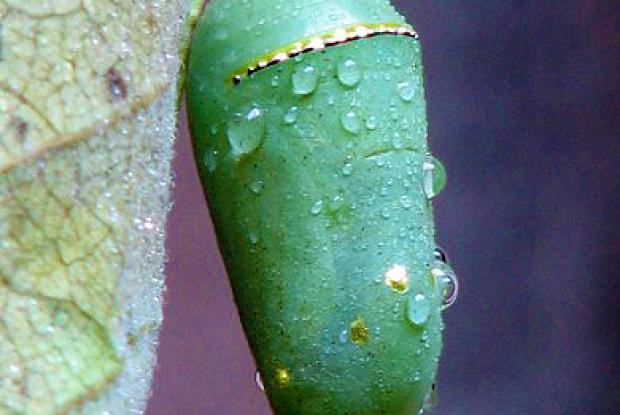 Monarch chrysalis or pupa Space for life