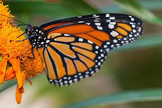Papillon se nourrissant de nectar
