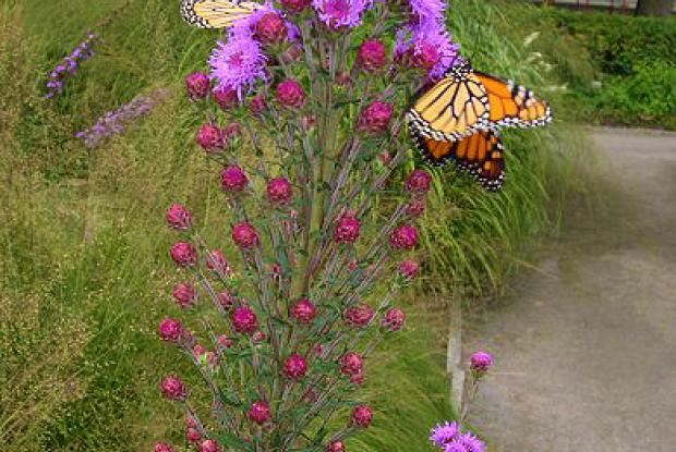 Fleurs nectarifères et monarques